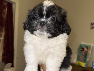 puppies for sell