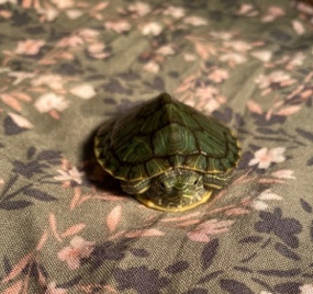 Any – Baby Turtle RES Sliders