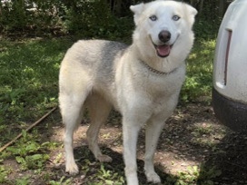 Siberian Husky – Siberian Husky – Shelby
