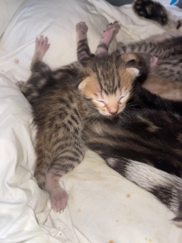 Bengal – Bengal kitten