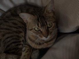 Balinese – bengal Katze zum abgeben – Neuss