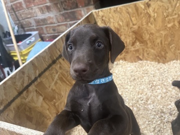 Doberman Pinscher – Doberman puppies – Fort Worth