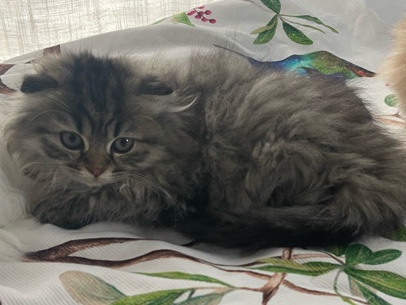 Scottish Fold – Scottish fold kitty