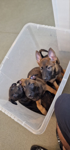 Belgian Shepherd Dog (Malinois) – 2 female and 2 male Belgium Malitoins