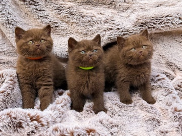 British Shorthair – stunning Britsh shorthair kittens pedigree – Croydon