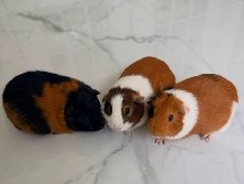 Guinea Pig – Healthy Guinea Pigs – Rembert