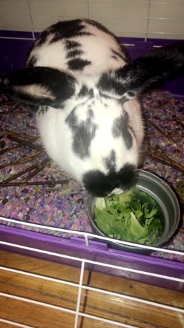 rabbit