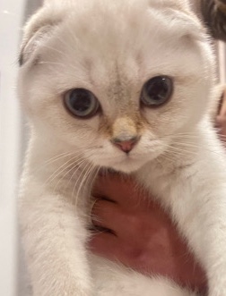 Scottish Fold – Blue
