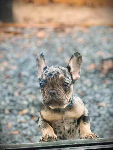 French Bulldog – Merle French Bulldog/ Frenchie