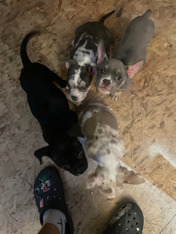 American Pocket bullies