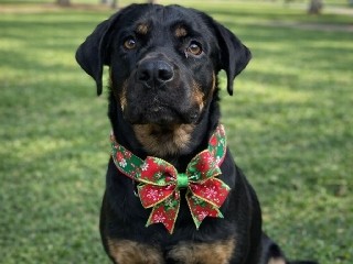 Image of Rottweiler