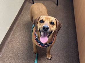 Mixed Breed – sweet, calm girl looking for the right forever home – Kansas City