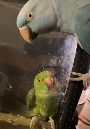 Indian Ringneck Parakeet – male Green Indian ring neck