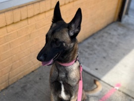 Belgian Shepherd Dog (Malinois) – need a home for Zara ASAP – Newark