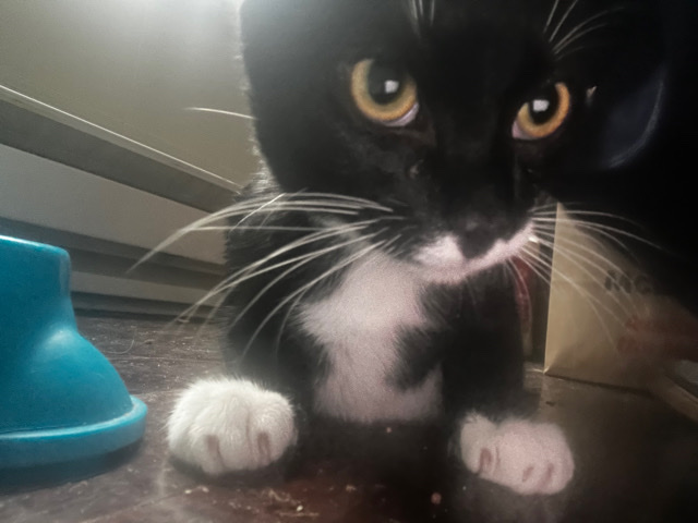 American Shorthair – Oreo needs a home please just look at him