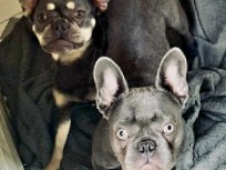 French Bulldog - Gorgeous female French Bulldogs looking for their forever homes ... available for adoption in Brighton and Hove