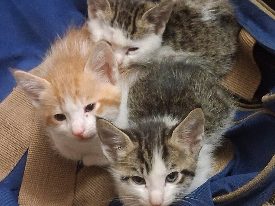 European Shorthair – Three playful kittens ready to find theirs forever homes – Delhi