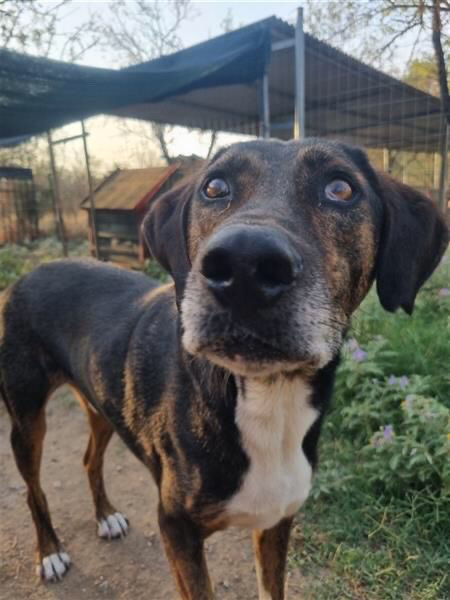 Samu looking for a home