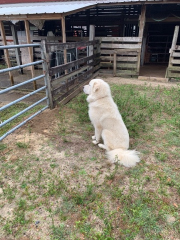 Great Pyrenees – Pyrenees