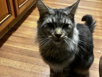 Maine Coon – 1-Year-Old pure breed Maine **** Cat for Sale in Orlando – Orlando