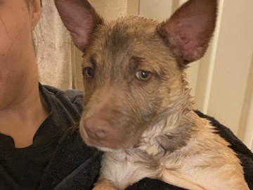 Rehoming – Bakersfield