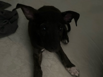 Chihuahua – miniature Doberman mixed with a Chihuahua – Palmdale