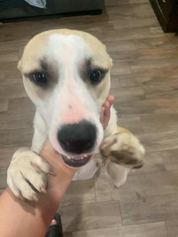 Labrador Retriever – Sweet friendly pup