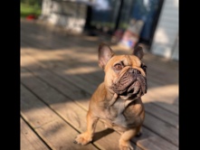 French Bulldog – Female Frenchie – Algonquin