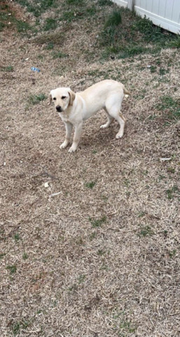 Labrador Retriever – brown lab