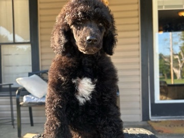 AKC Standard Poodle