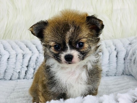 Chihuahua – Bezaubernde Chihuahuawelpe – Frankfurt