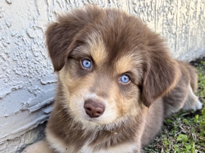 Australian Shepherd – Australian Shepherd Puppy! – Davie