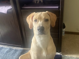 Mixed Breed – Friendly German Shepherd & Mastiff Mix Puppy – 10 Months Old – Regina