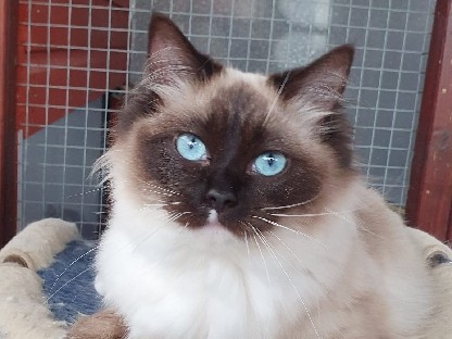 Ragdoll - gccf registered adult females available for adoption in London