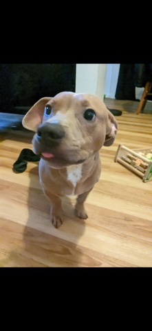 Dachshund – Pit Weenie