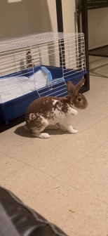 bunny