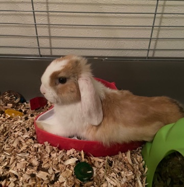 Rabbit for sale