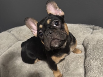 French Bulldog – French Bulldog Puppy Female Lizzy – Humble