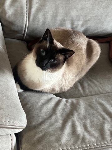 Siamese – Needs a home