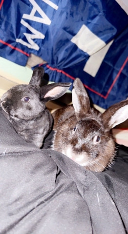 Rabbits