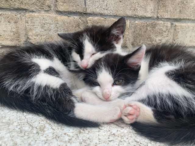 Bengal – Kleine Kätzchen