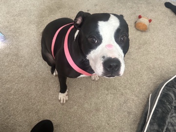 American Pit Bull Terrier – looking to rehome – Newark