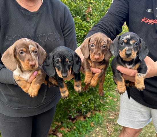 Dachshund – Beautiful Purebred Miniature Dachshund Puppies