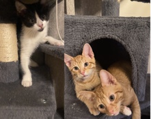 American Shorthair - Dos, Nelly, and Bruno available for adoption in South Holland