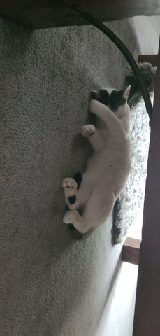 American Shorthair – 14 month old cat