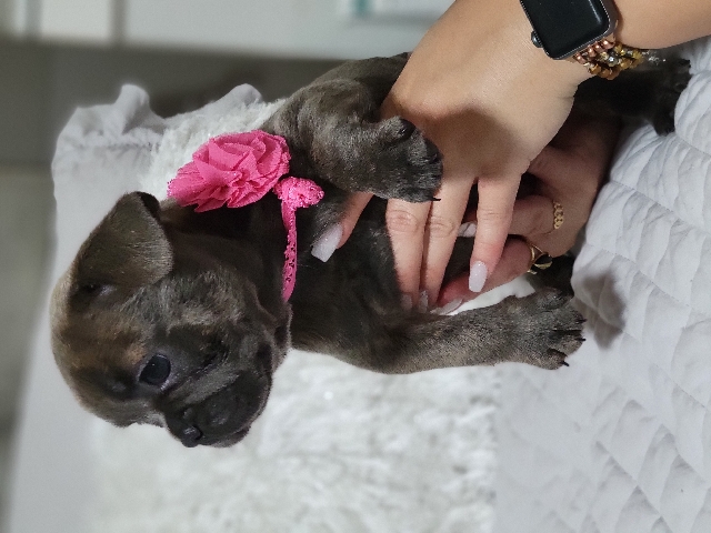 French Bulldog – french bulldog