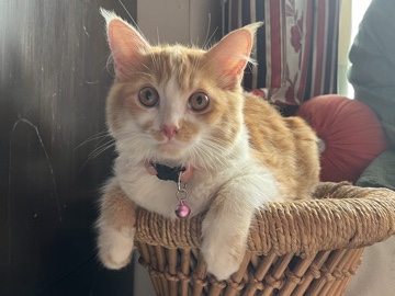 Persian (Modern) – Persian-Indie female kitten – Gurugram