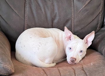 American Pit Bull Terrier – 1 year old deaf pit bull