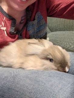Fluffy bunny