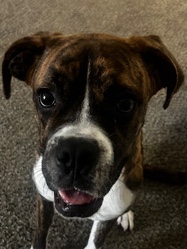 1 year old boxador($250)